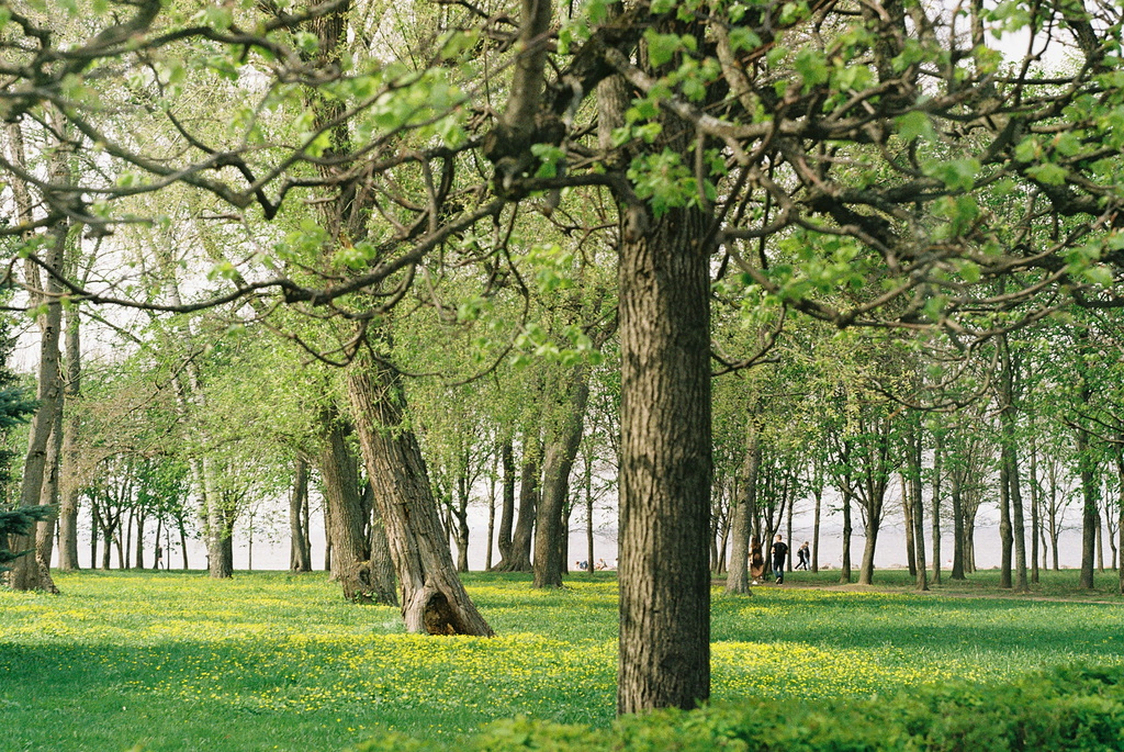 Professional Arborist Services in Des Moines - Your Complete Tree Care Guide